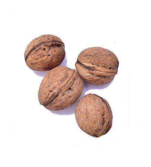 Walnut Boxy With Shell (400 Grams) - Hamiast
